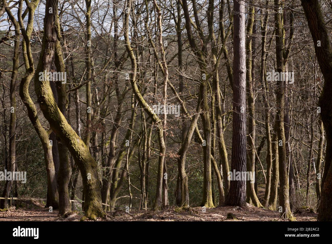 trees in early spring friday street north downs surrey england Stock Photo