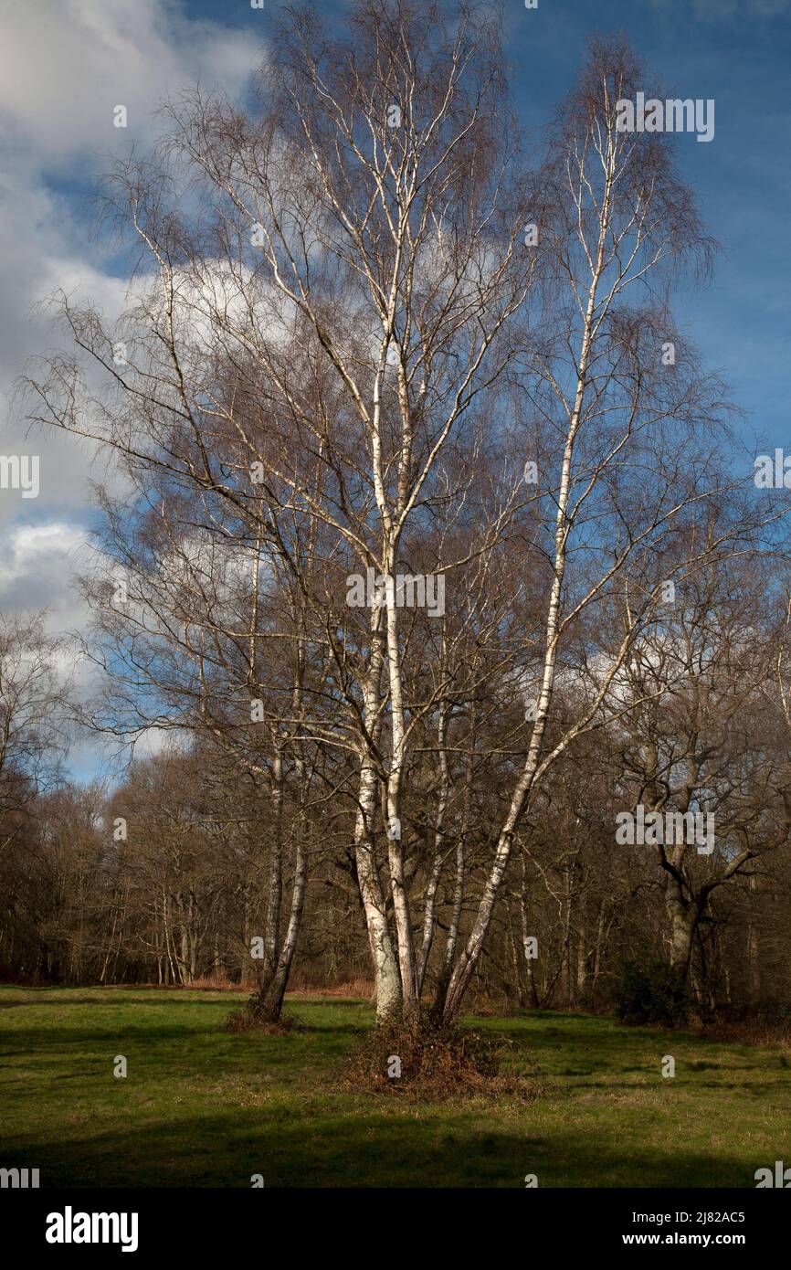 silver birch trees epsom common north downs surrey england Stock Photo