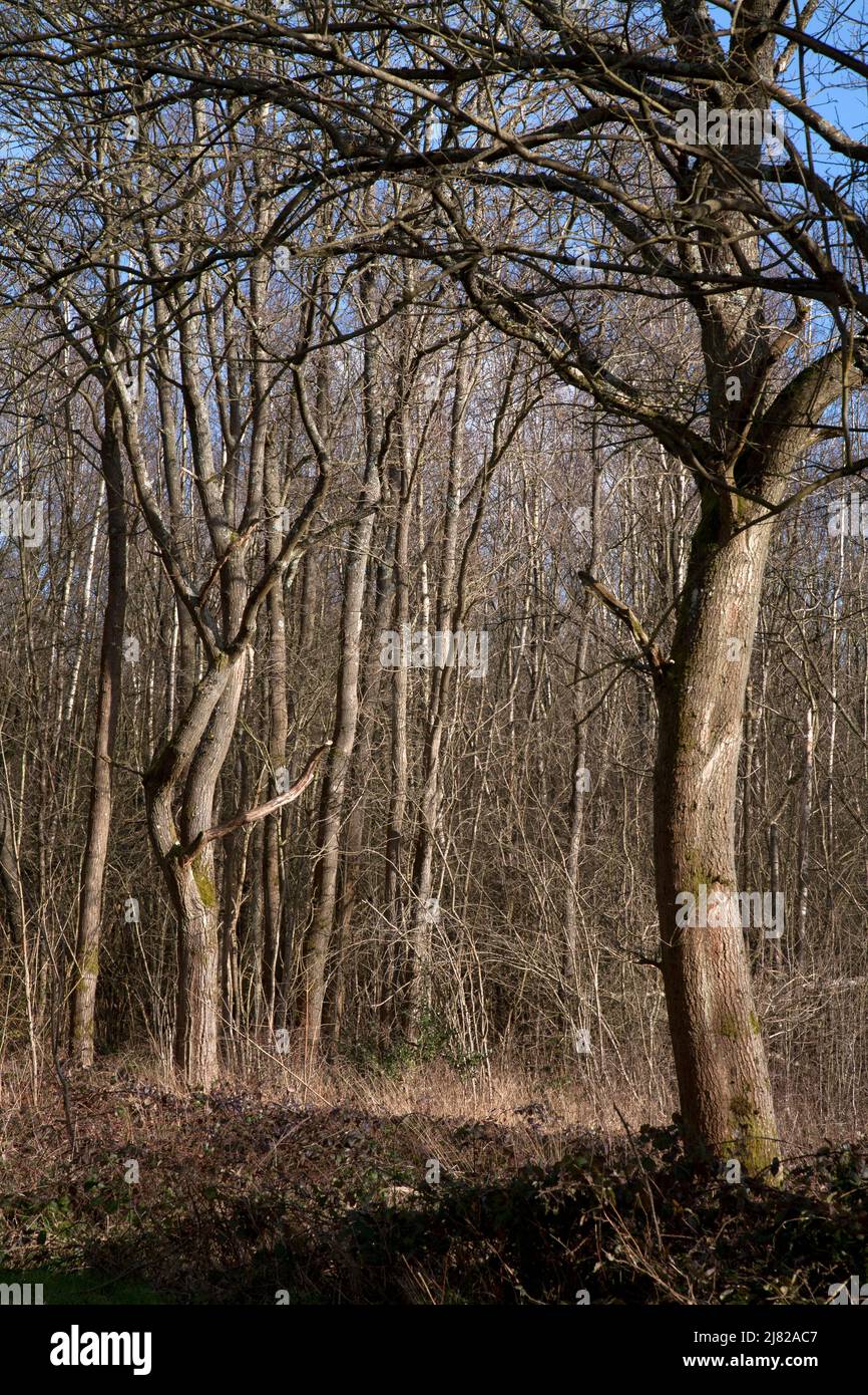 trees in early spring epsom commonn north downs surrey england Stock Photo
