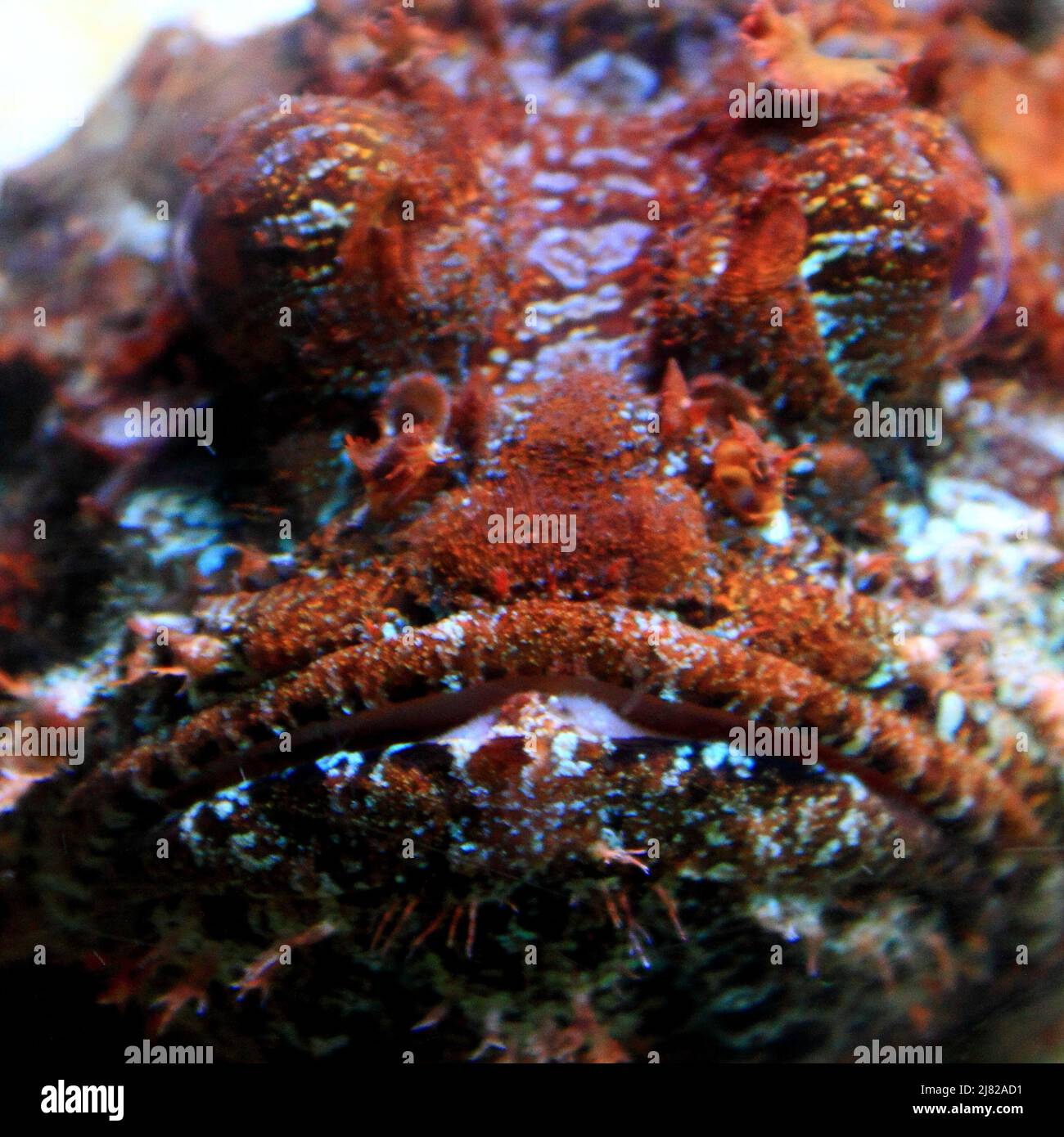 Poisson aquarium hi-res stock photography and images - Alamy