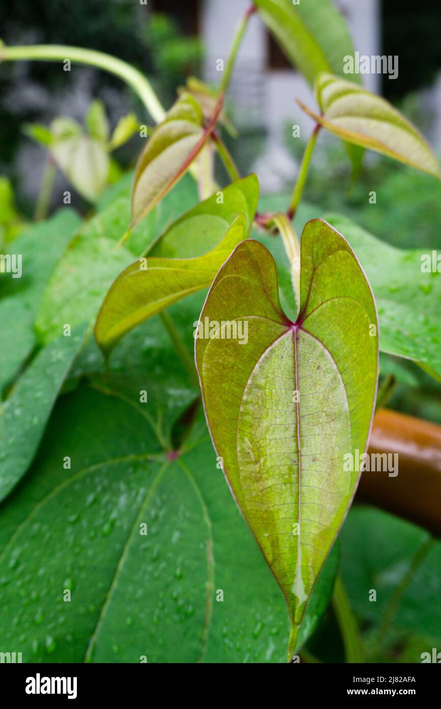 A close up shot of Dioscorea batatas (Igname de Chine) leaves and vine. Horticultural climbing plants in an Indian garden. Stock Photo