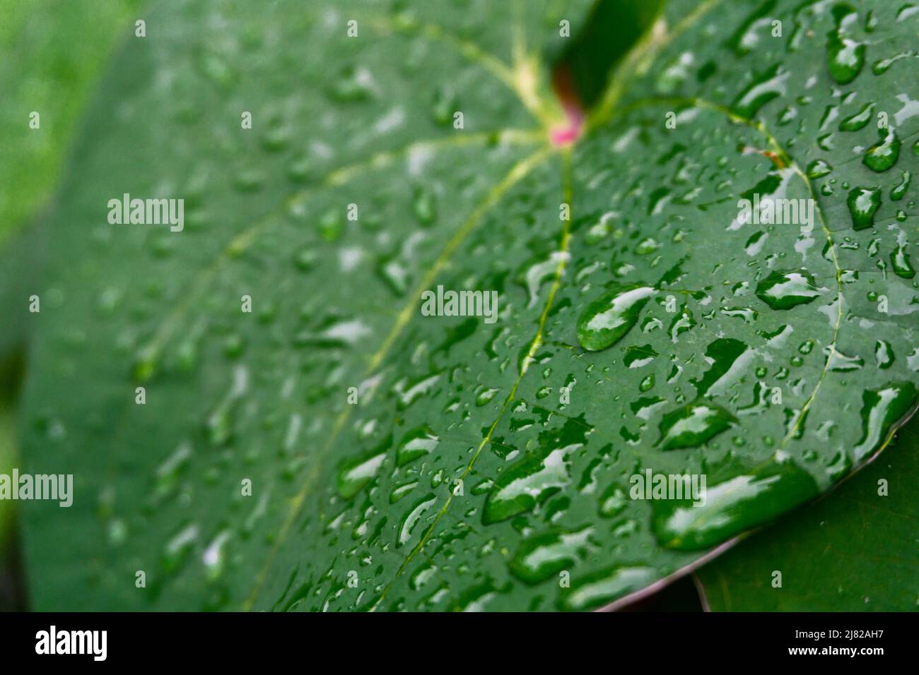 A macro shot of water droplets on a big Dioscorea batatas (Igname de Chine) leaves. Stock Photo