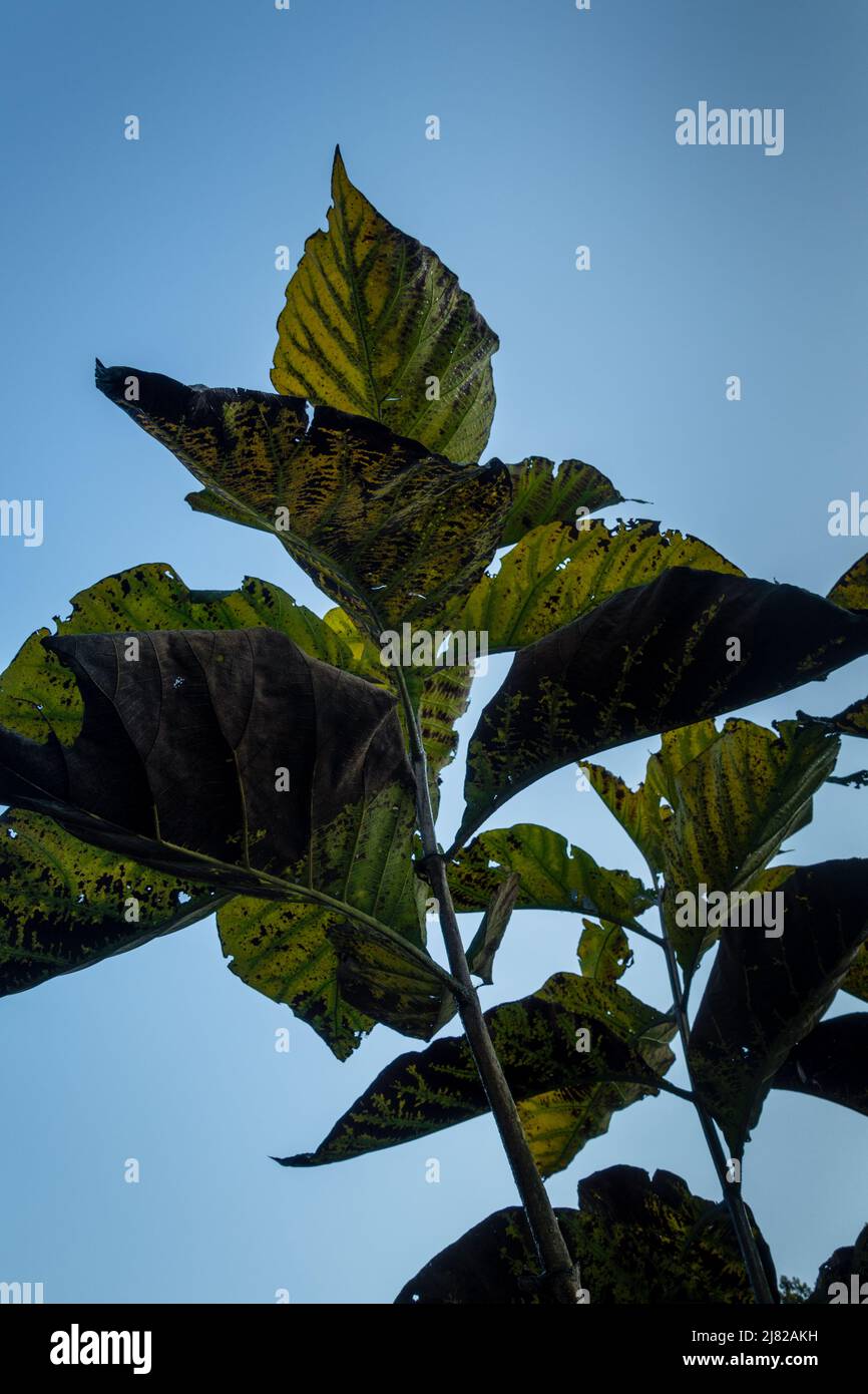 Tectona tree leaves closeup shot.Tectona is a genus of tropical hardwood trees in the mint family, Lamiaceae. India Stock Photo