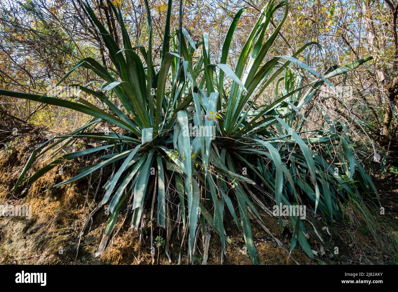 A big Aloe vera plant growing in an Indian forest. Aloe Vera is a cactus like plant that grows in hot, dry climates. Stock Photo