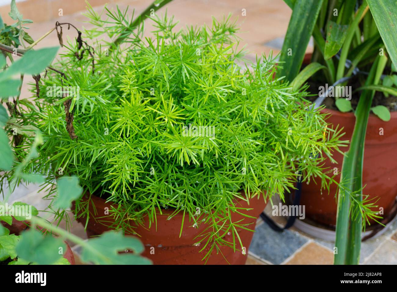 Common asparagus fern in an earthern mud flower pot in India.Asparagus setaceus Stock Photo