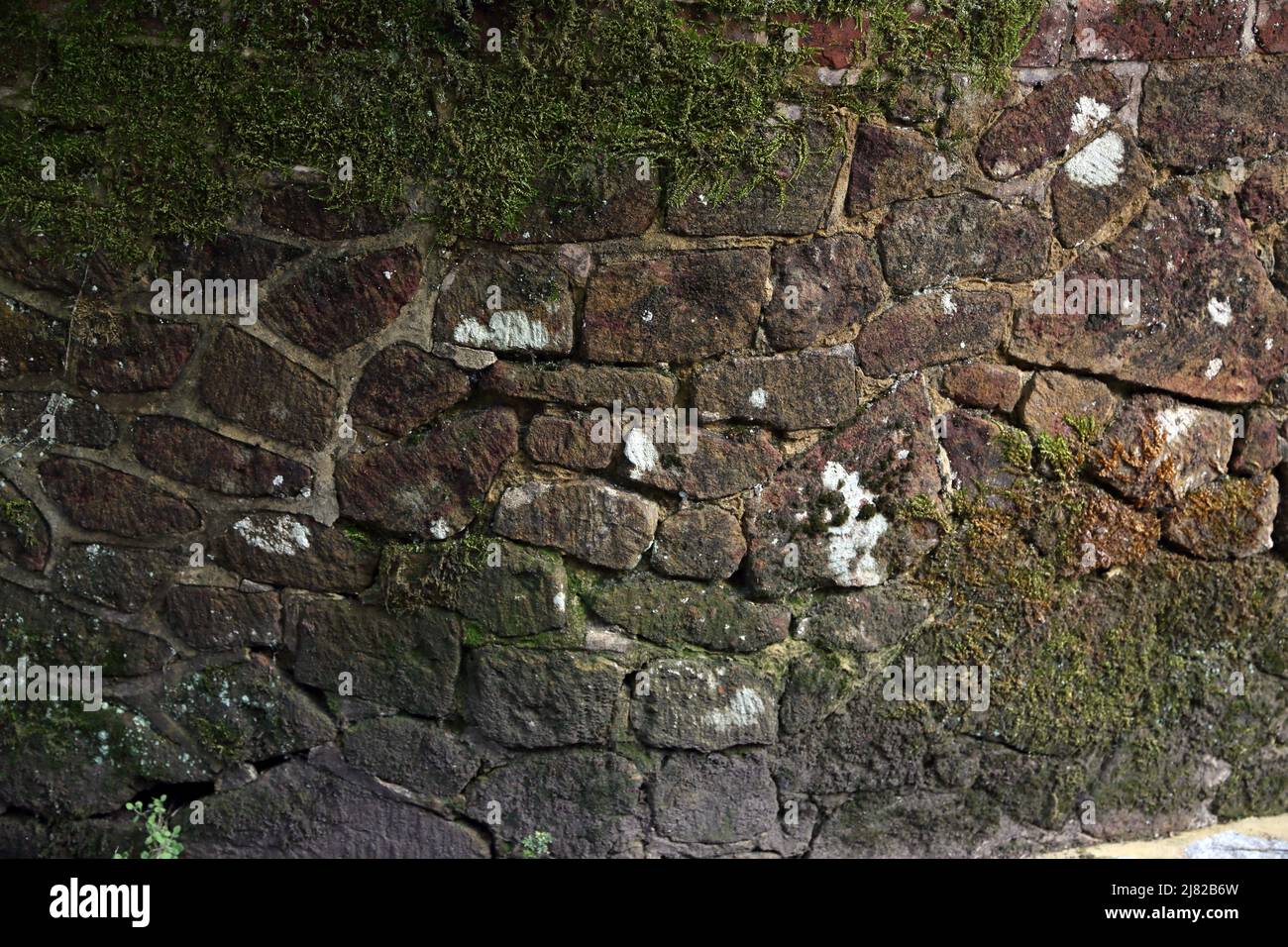 Green Moss Growing on Brick Wall Stock Photo Alamy