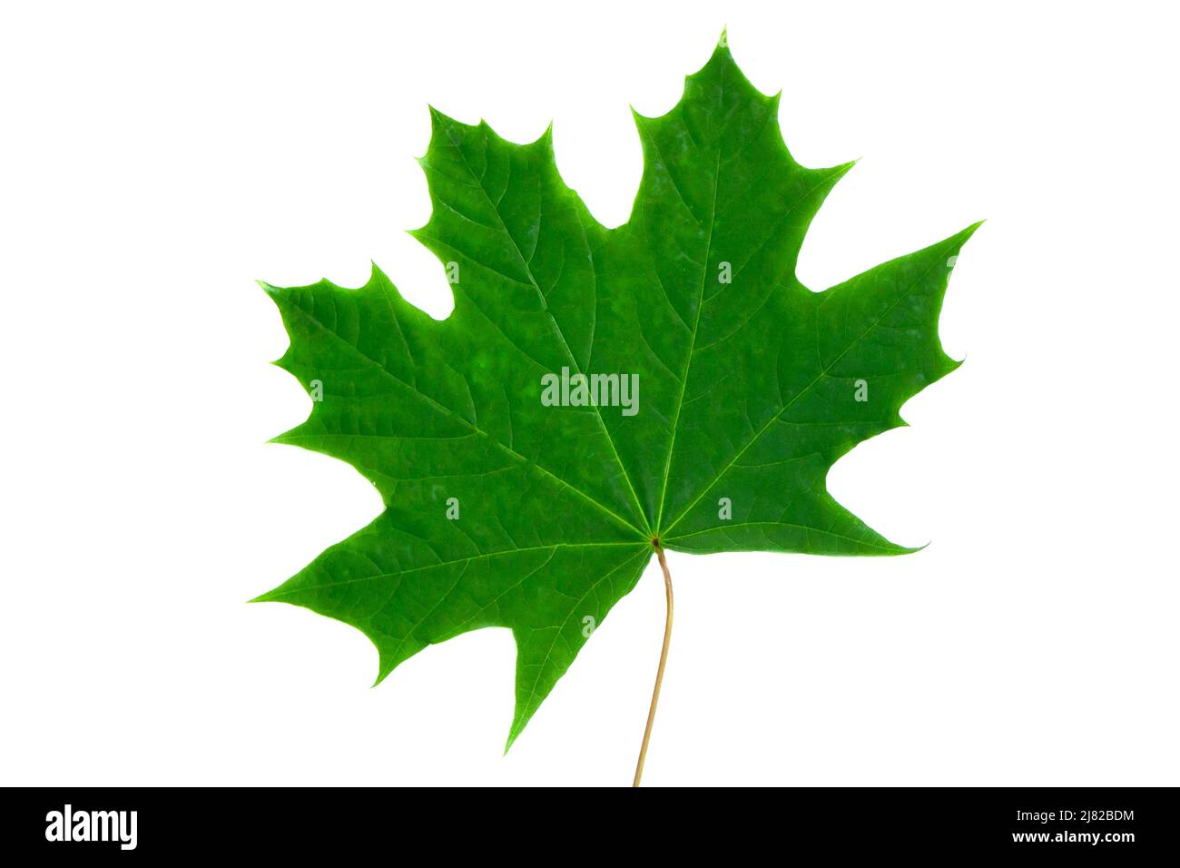 Green maple leaf isolated on a white background Stock Photo - Alamy