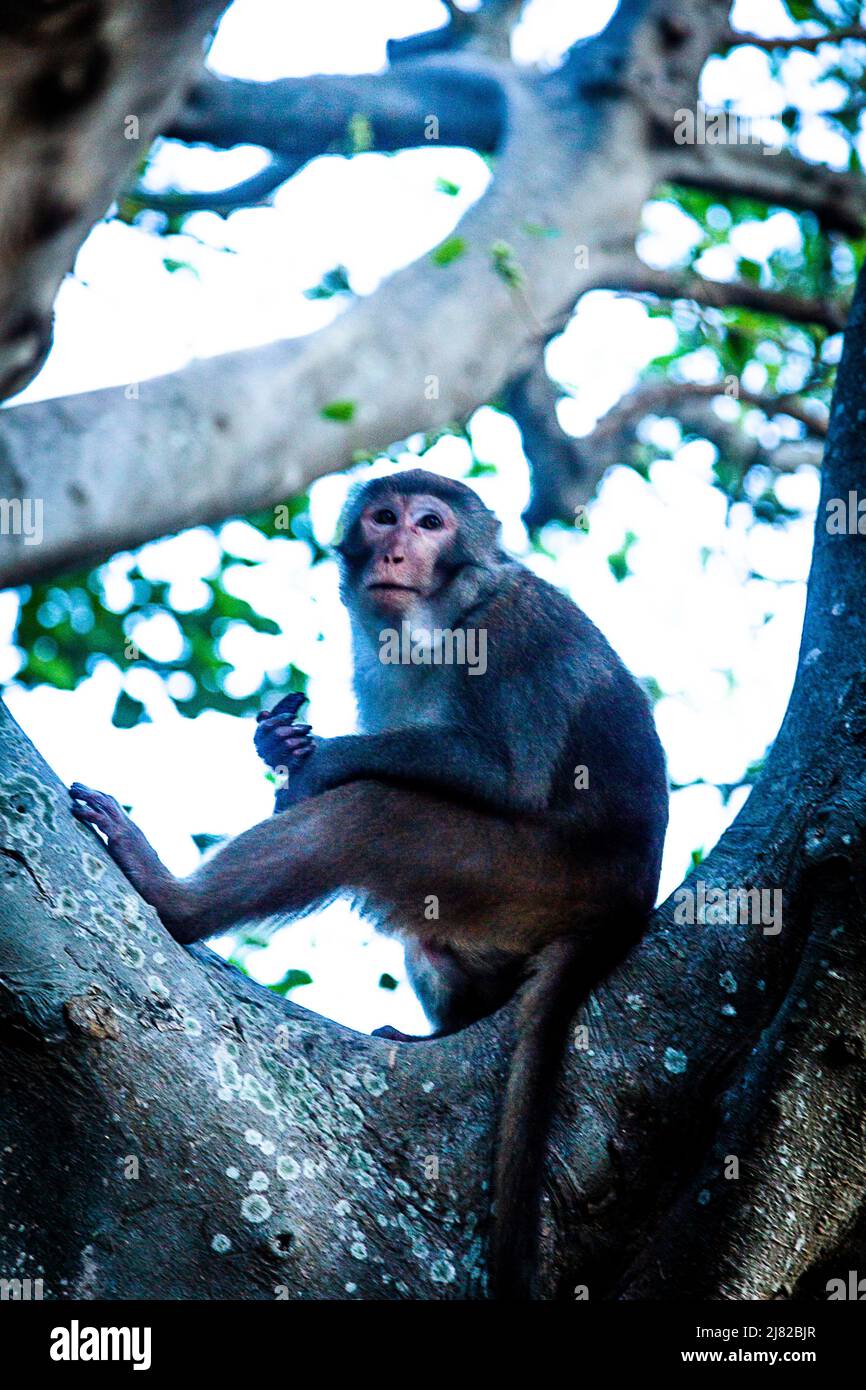 On Son Tra a monkey sits in a tree at a Buddhist Temple in Da Nang. Stock Photo