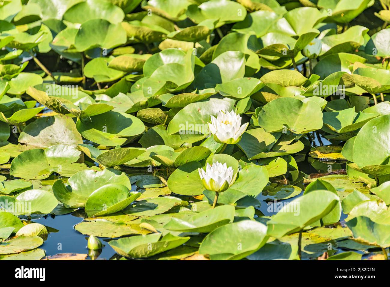 White water lilies among green leaves growing on a lake water surface Stock Photo