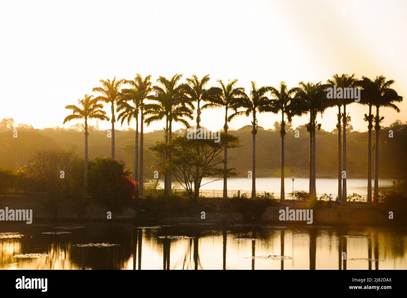 Beautiful sunset with palm trees and a lake in the Indian park of ...