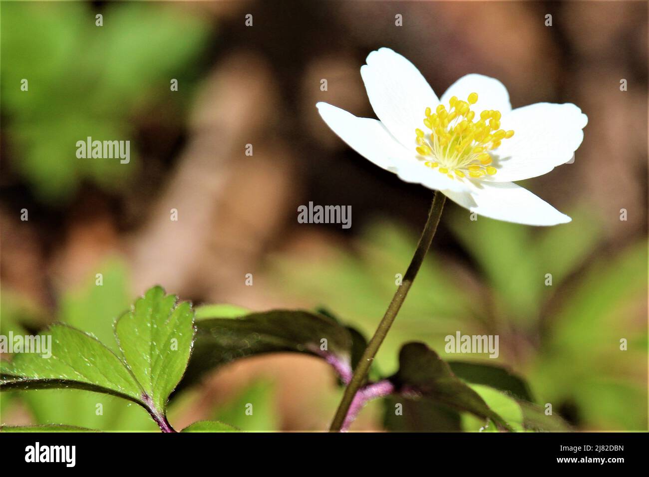 The beautiful spring of Latvia. Stock Photo