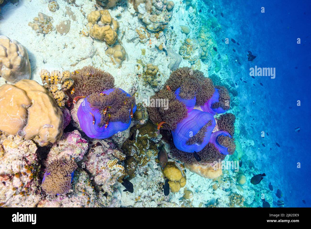 The magnificent underwater world of the Maldives. Omadhoo (Alif Dhaal