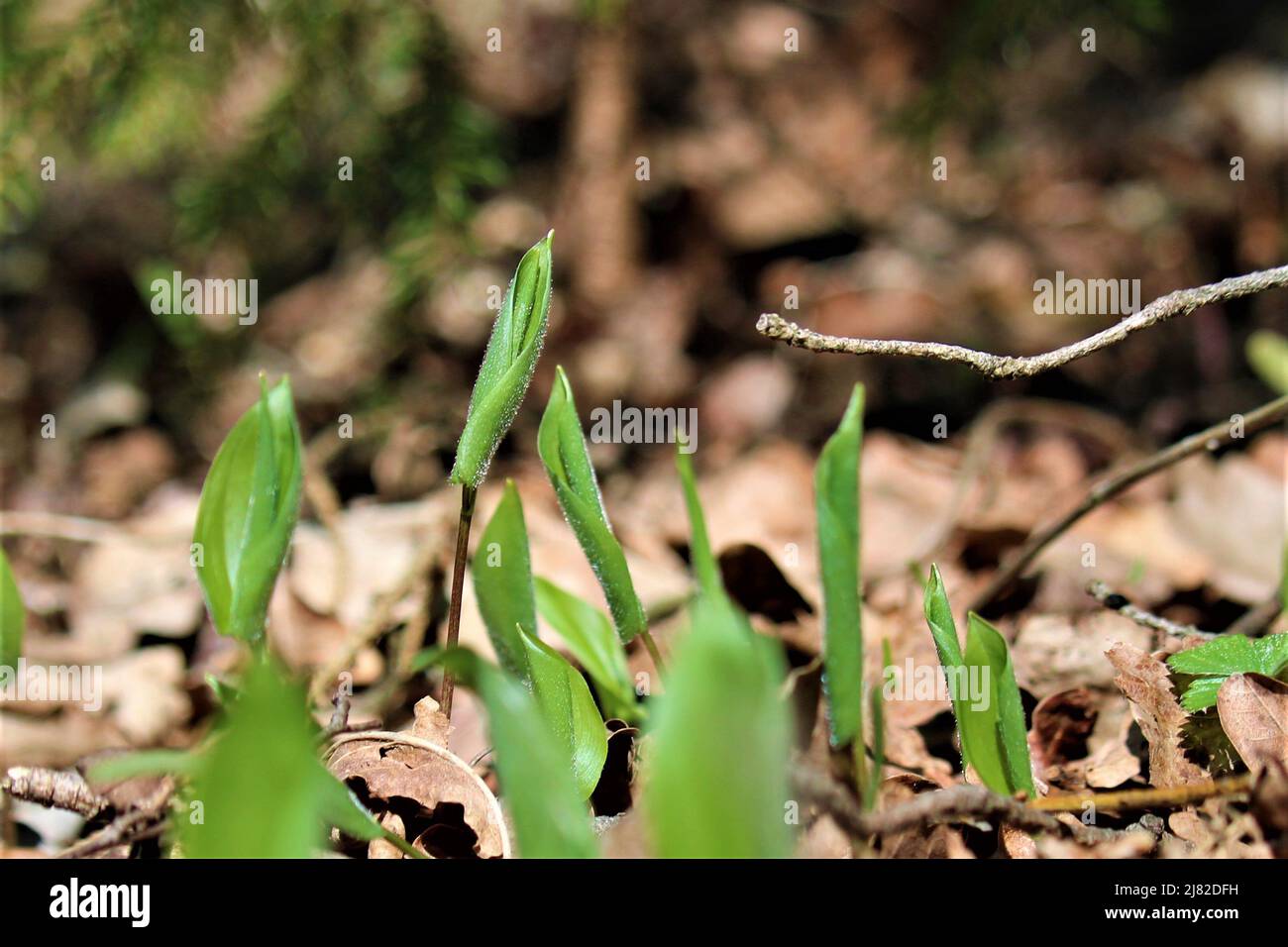 The beautiful spring of Latvia. Stock Photo