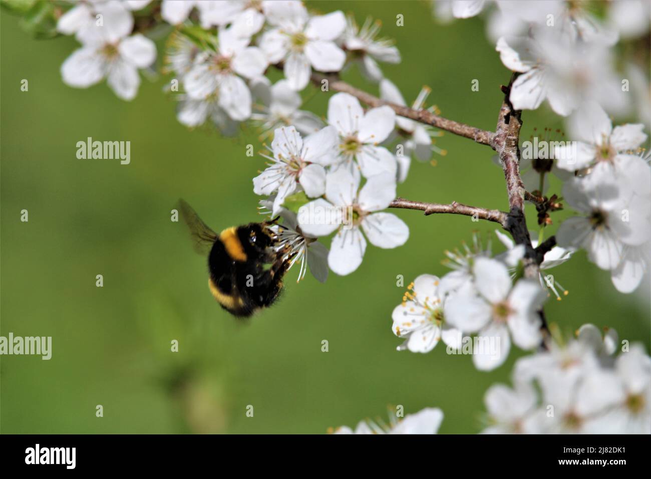 The beautiful spring of Latvia. Stock Photo