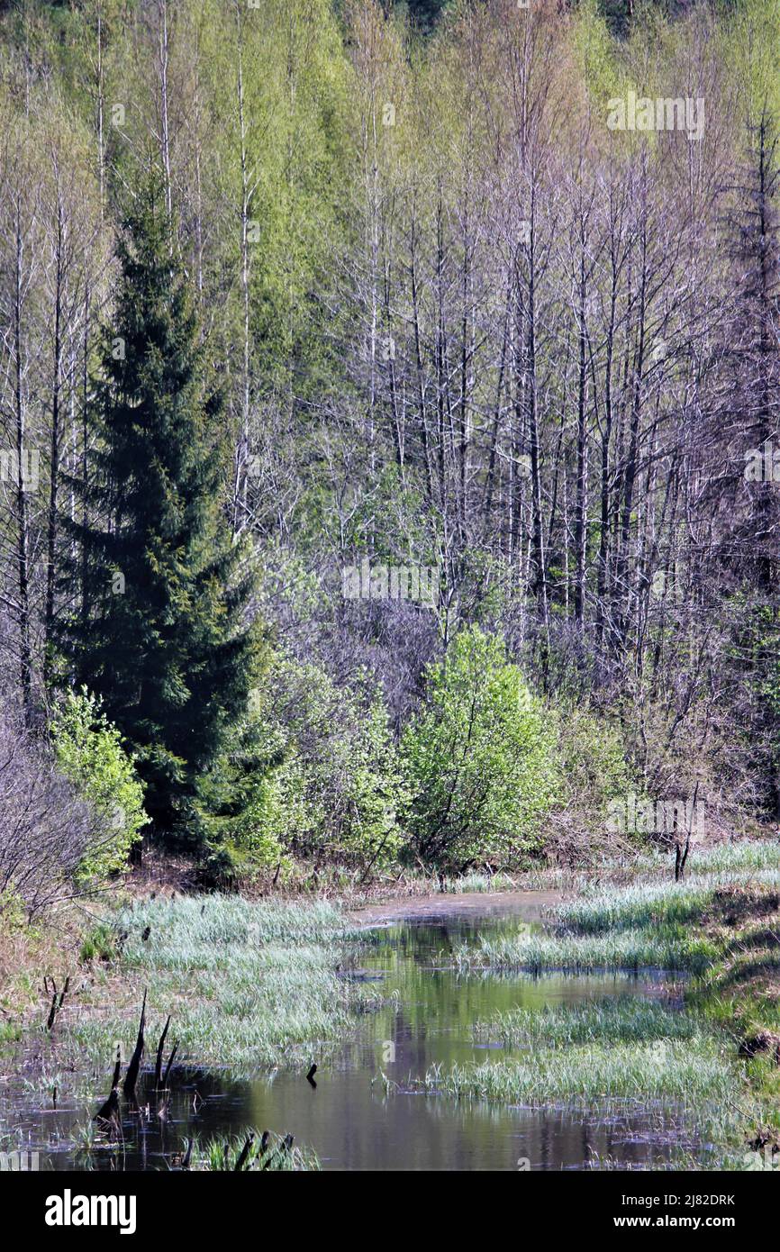 The beautiful spring of Latvia. Stock Photo