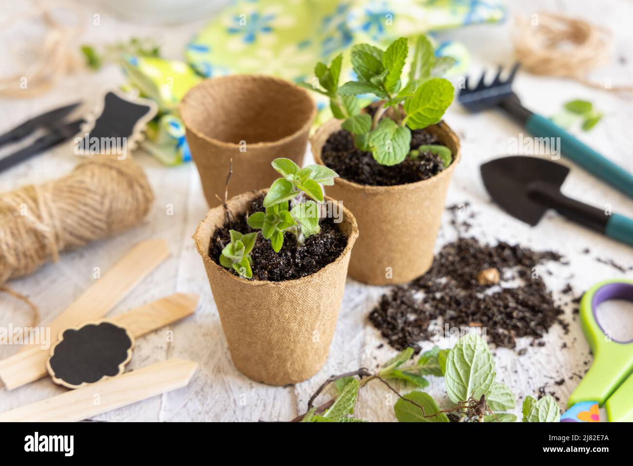 Herbs seedlings growing in a biodegradable pots near garden tools on
