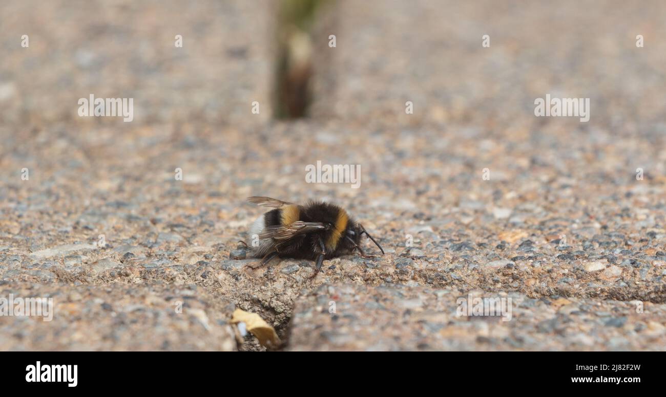 Bee walking on the ground in Brittany Stock Photo