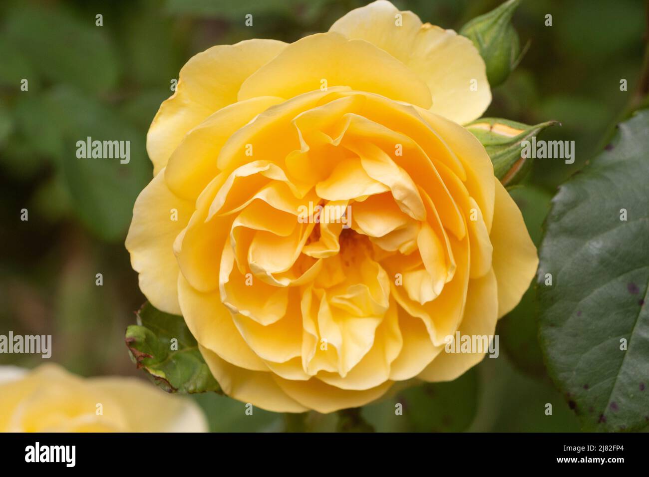 Yellow rose in a garden during spring Stock Photo