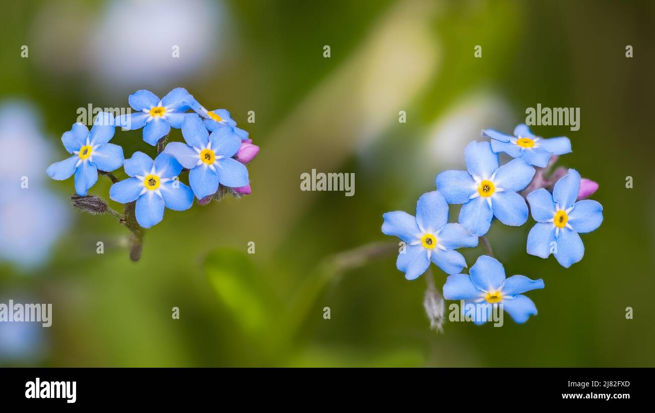 Closeup of wood forget-me-not blooms on green blur nature background. Myosotis sylvatica. Beautiful delicate light blue flowering wildflower with buds. Stock Photo