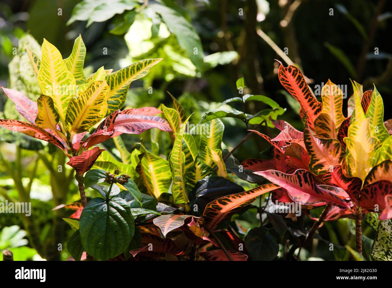 'Josephs Coat ' Croton plant, Codiaeum variegatum var. pictum Stock Photo