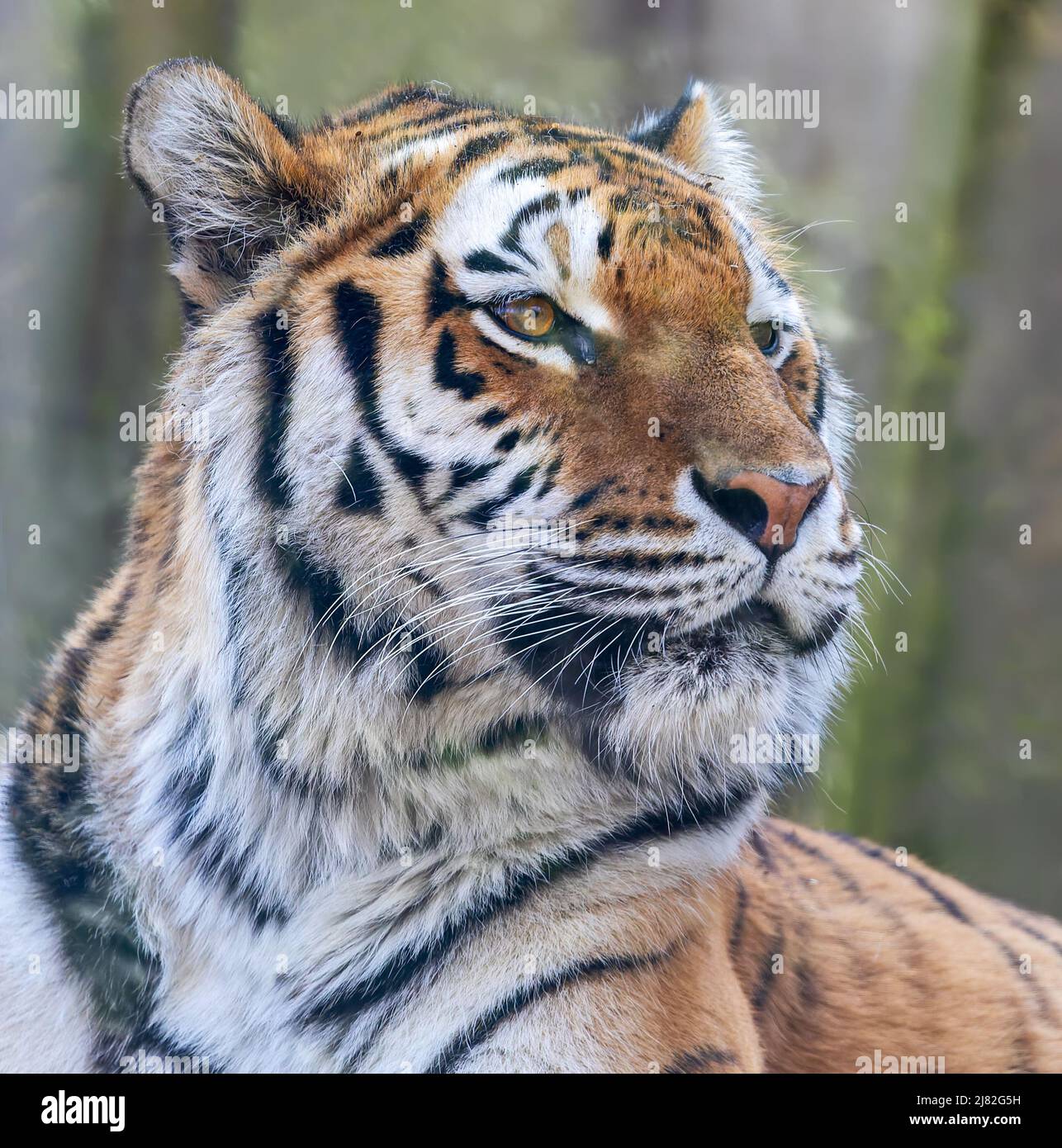 Close up view of a Siberian tiger (Panthera tigris altaica) Stock Photo