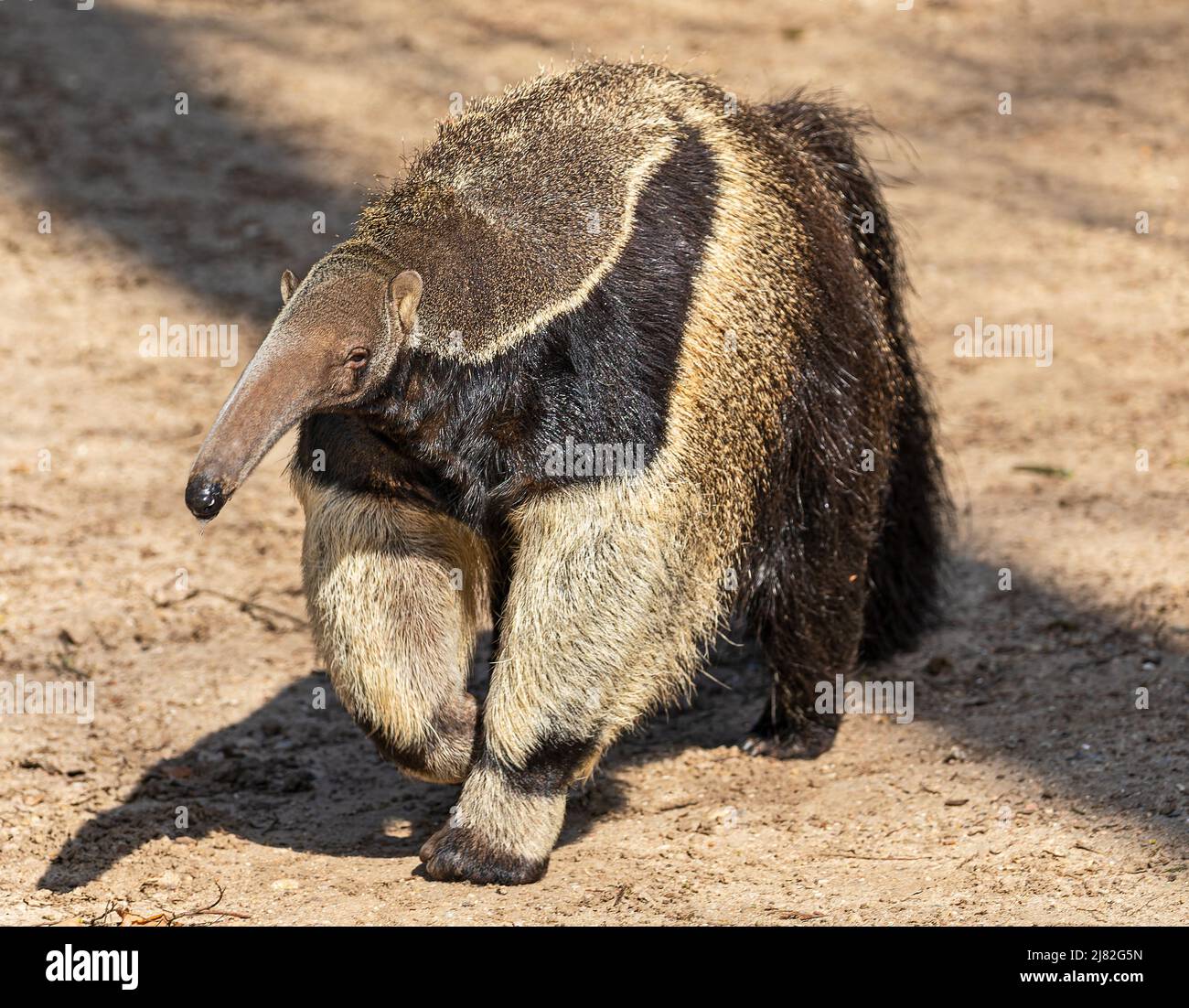 Frontal view of a Giant anteater (Myrmecophaga tridactyla) Stock Photo