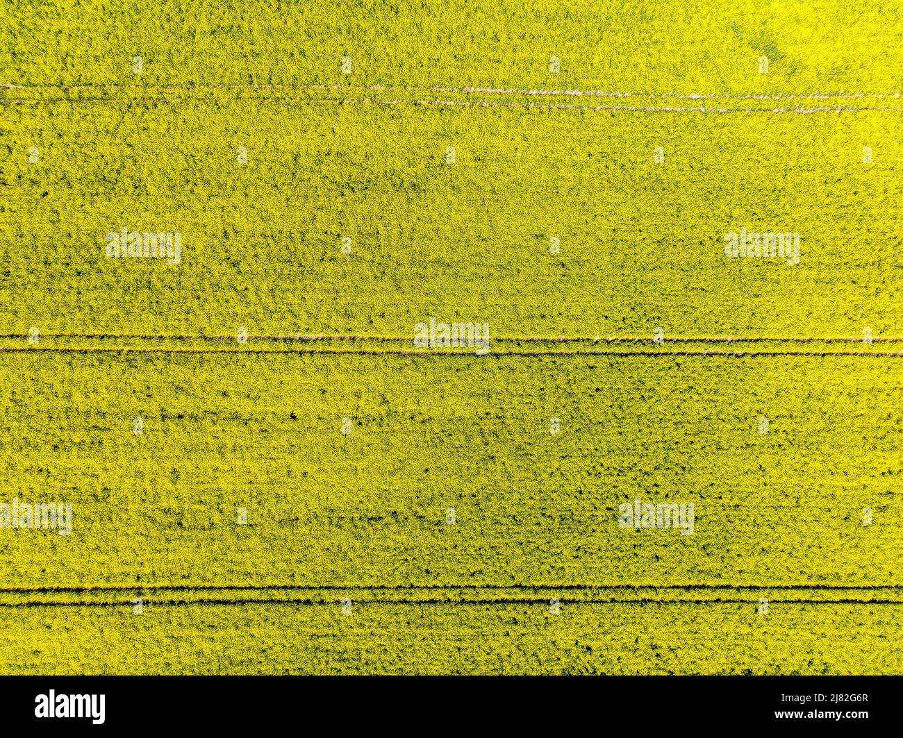 Higher level aerial view of a field of rapeseed as background Stock Photo