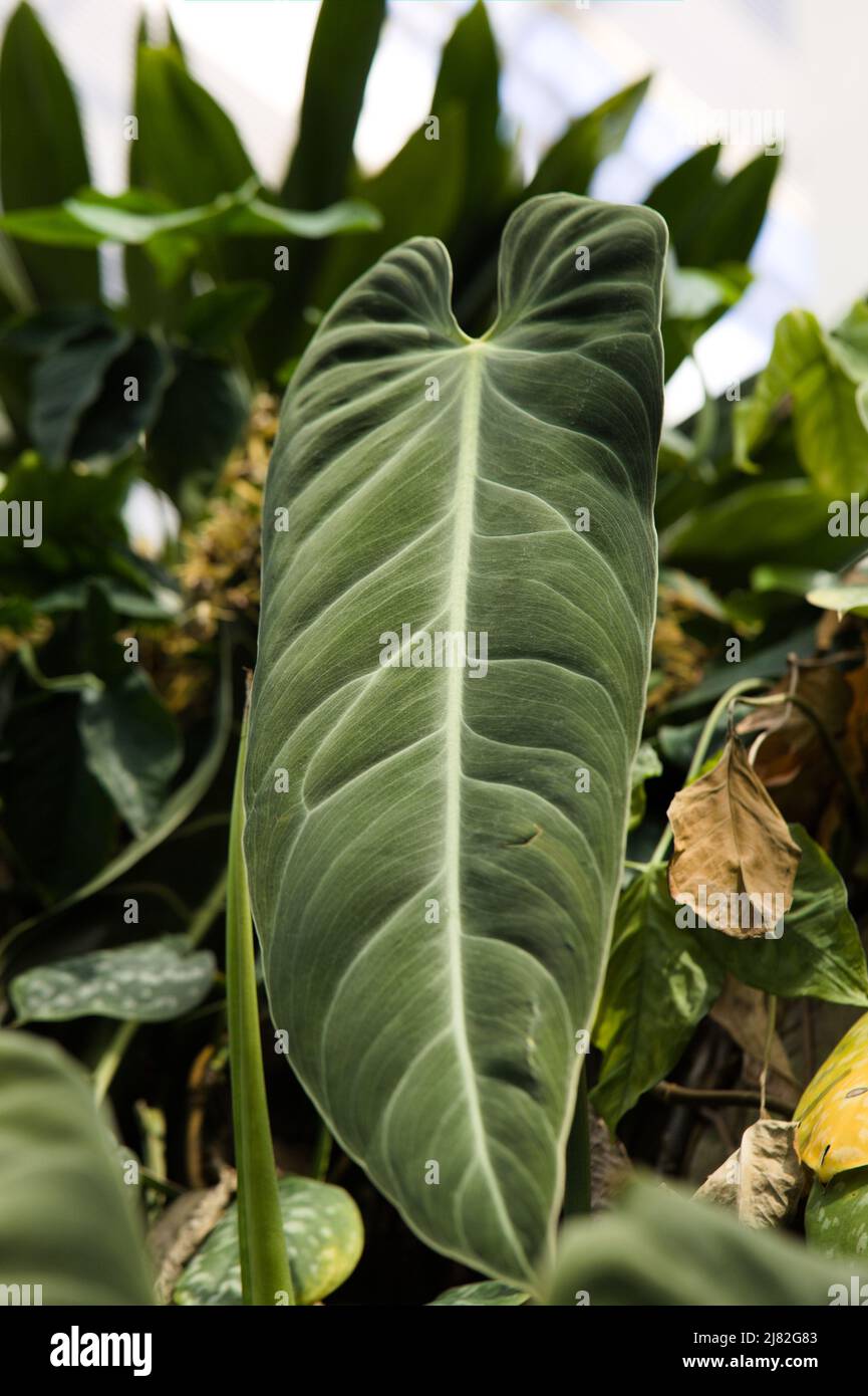 Blackgold philodendron plant, Philodendron melanochrysum Stock Photo