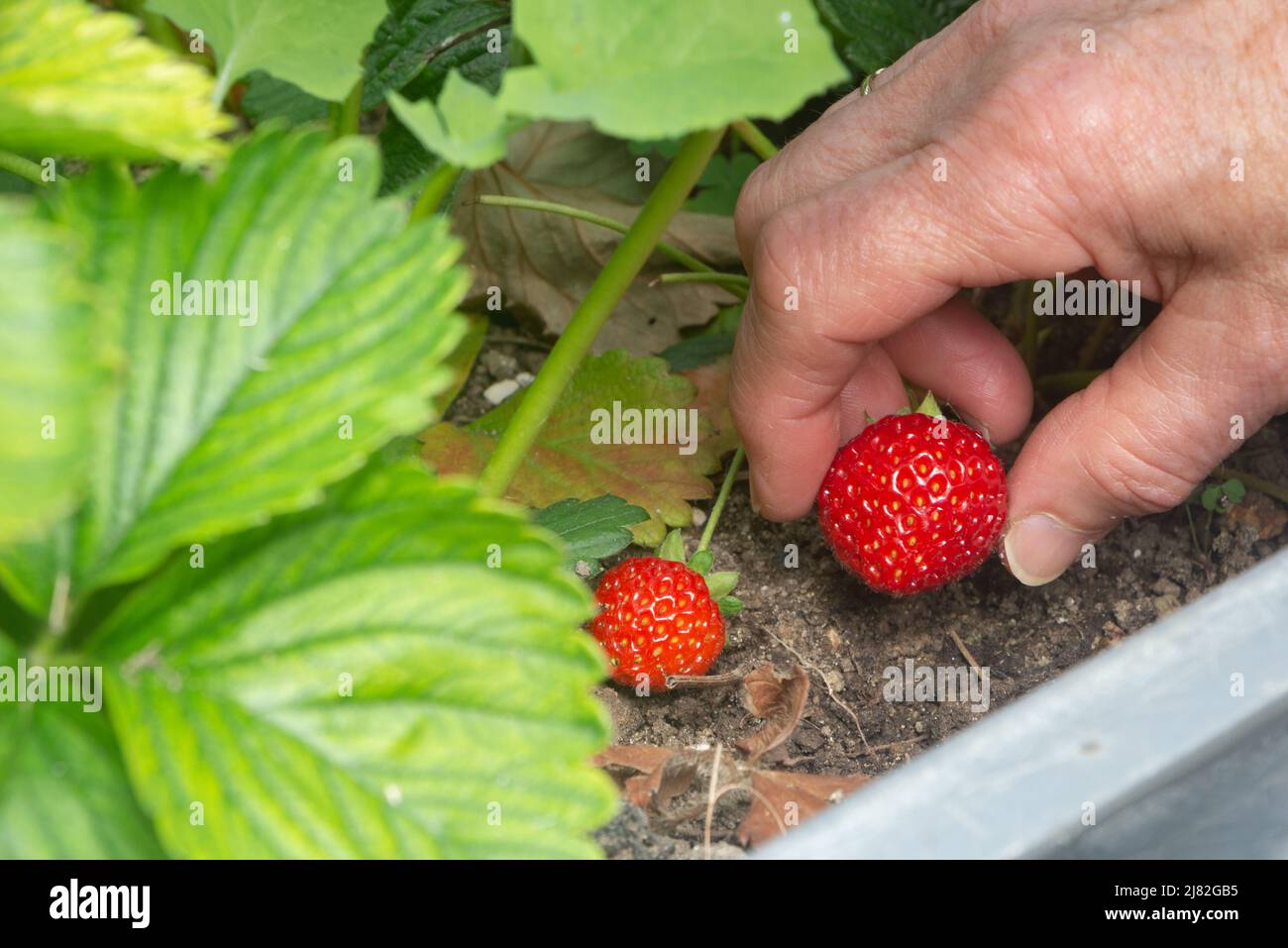 To pick a strawberry in a vegetable garden Stock Photo