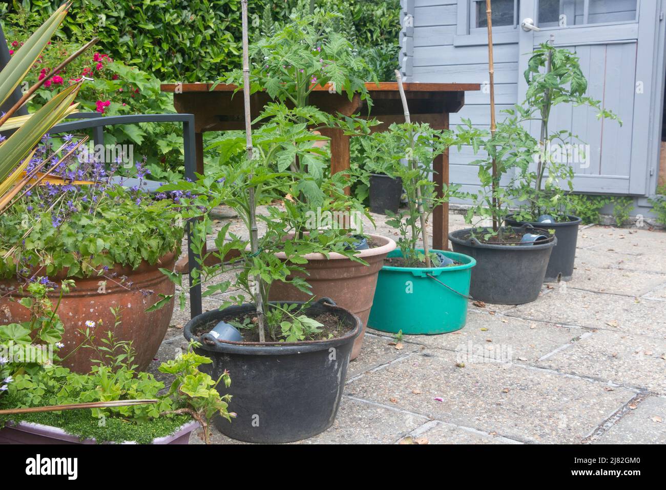 Tomato plants growing in flowerpots in a garden Stock Photo