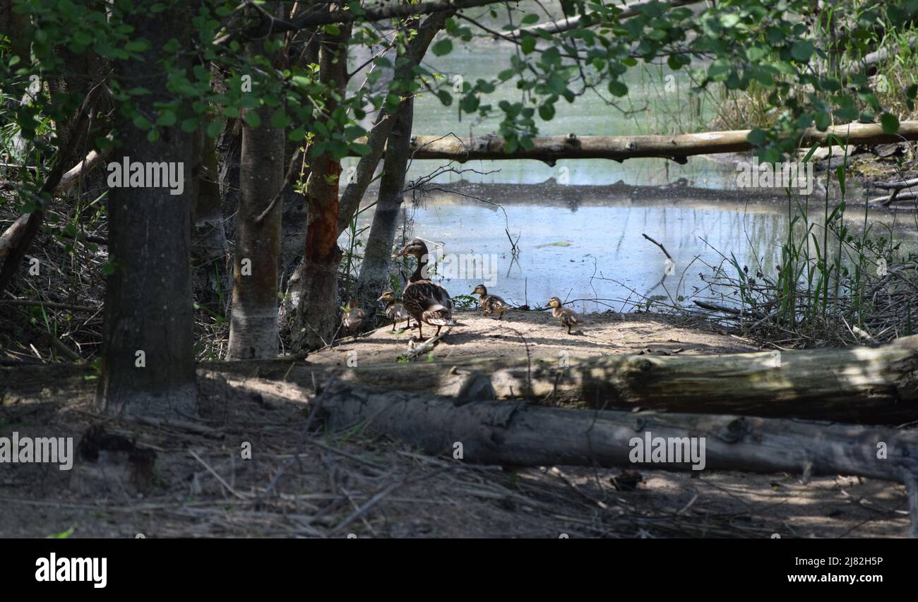 Duck Offspring Duck mom supervises Offspring on their Way into the Water Stock Photo ...