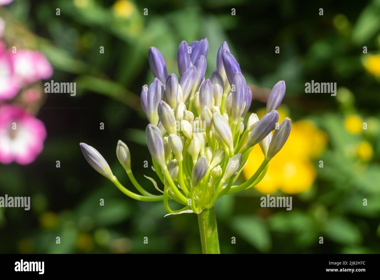 Agapanthus flower in a garden during summer Stock Photo