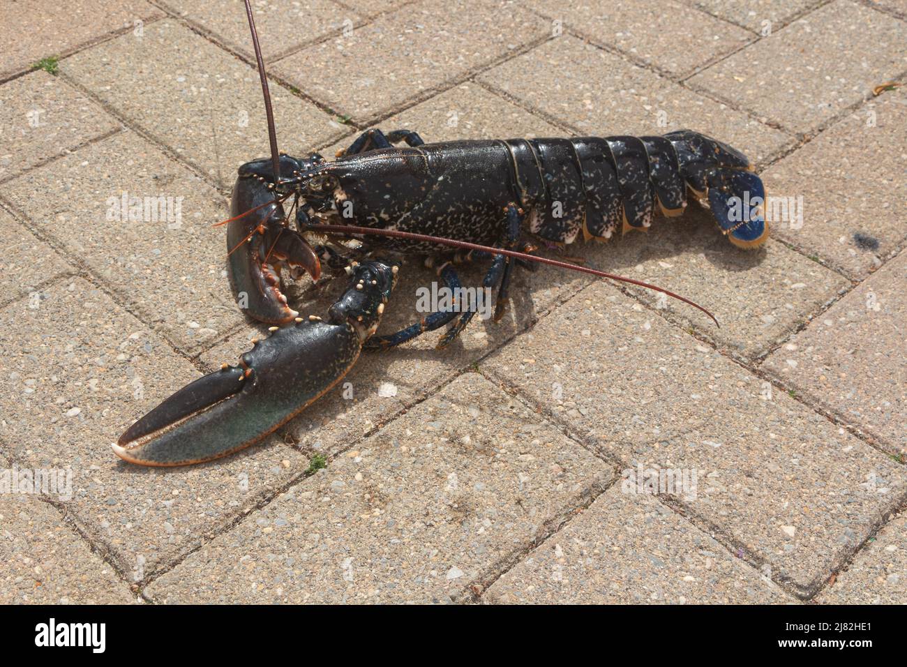 Alive blue lobster after fishing in Brittany Stock Photo