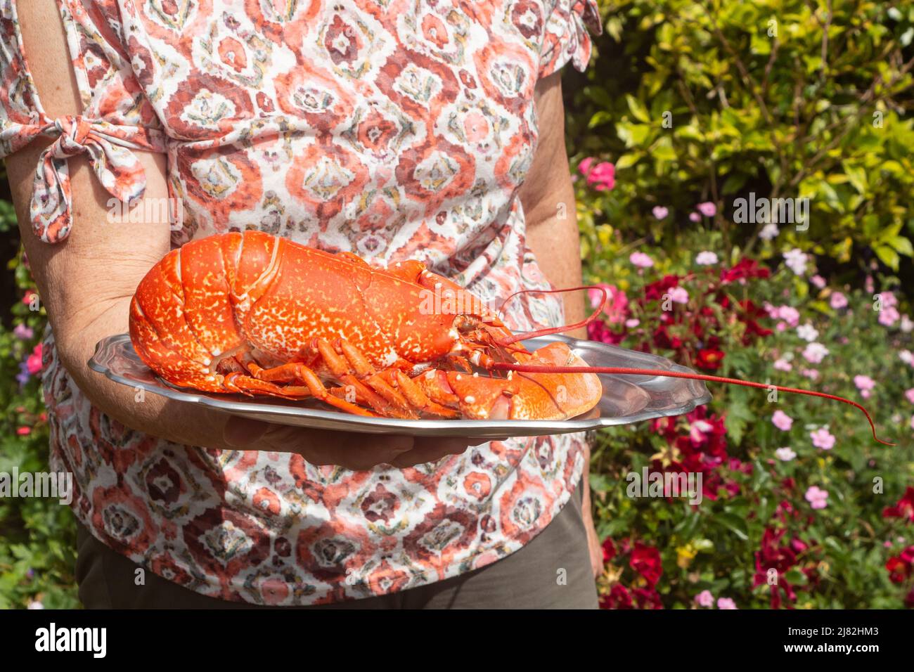 Cooked lobster on a plate served by a woman Stock Photo