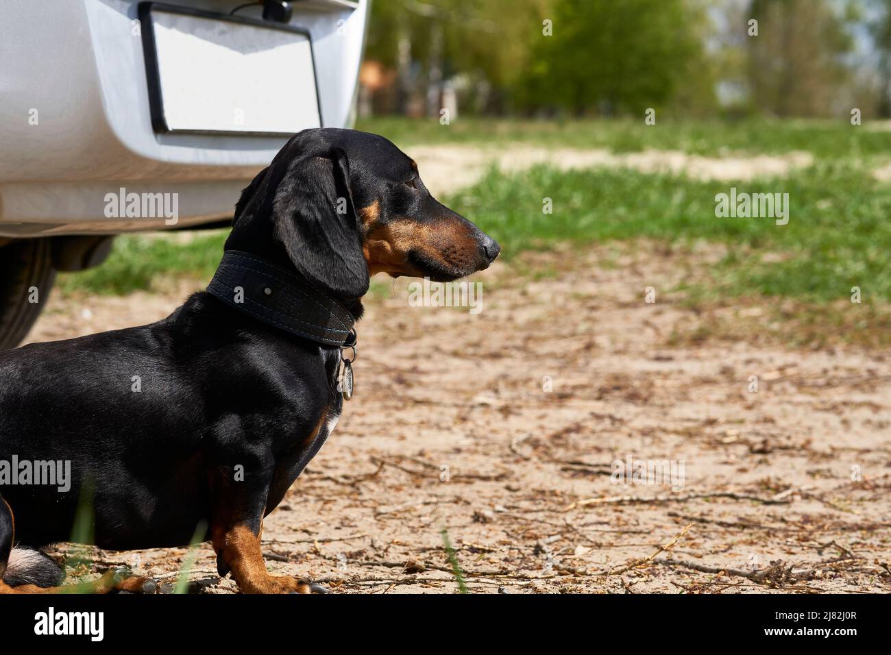 Terrible guard dog dachshund guards the owner's car Stock Photo Alamy