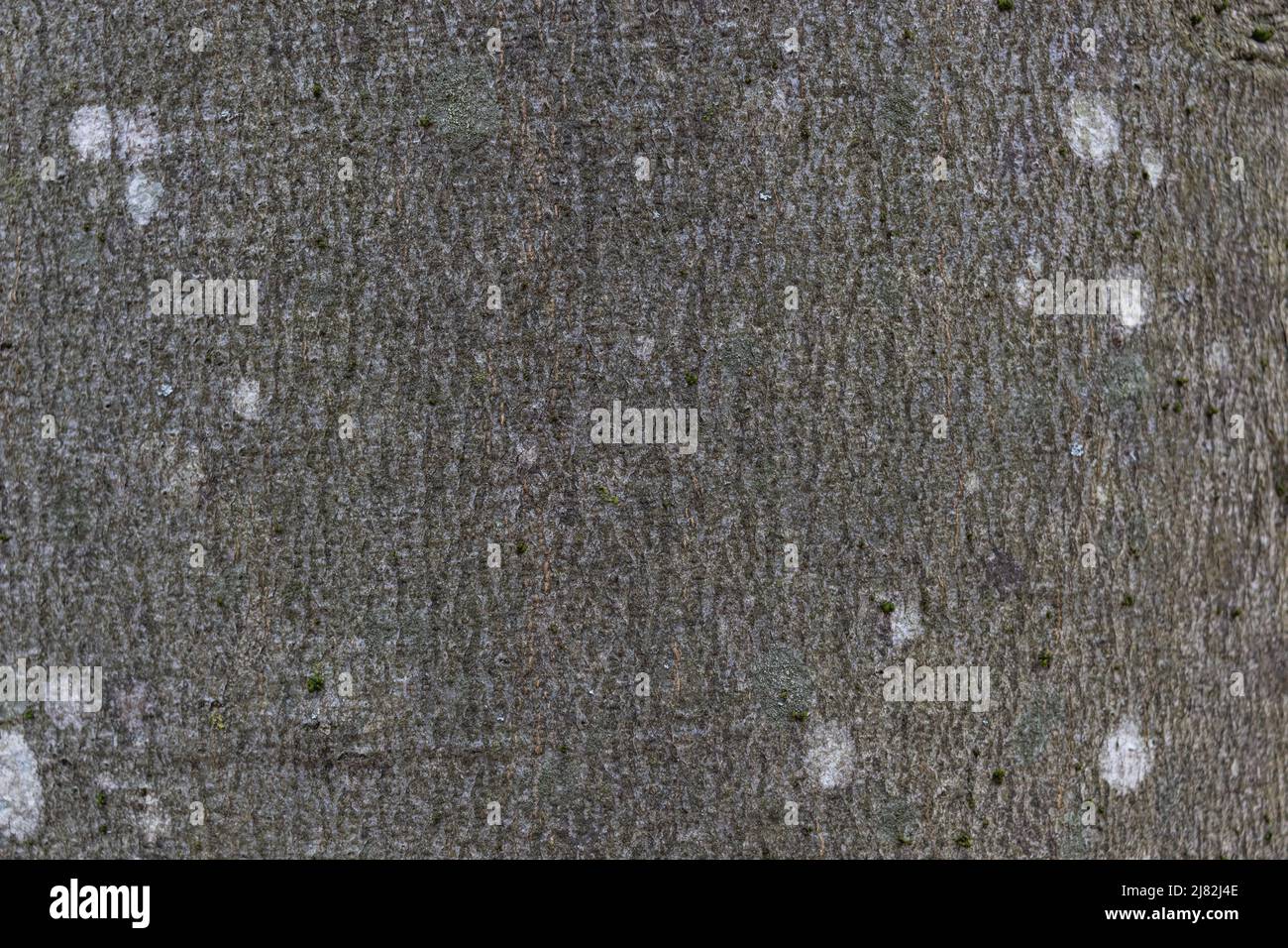 Closeup texture of grey beech tree bark with white spots of lichen, macro image background