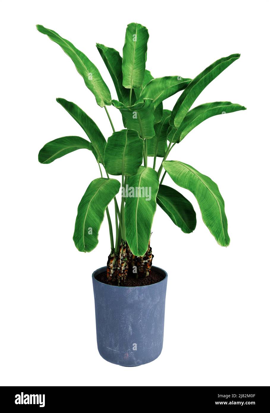 banana palm isolated on background Stock Photo - Alamy