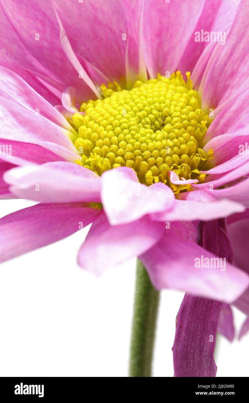 close up of a pink flower isolated on white background Stock Photo - Alamy