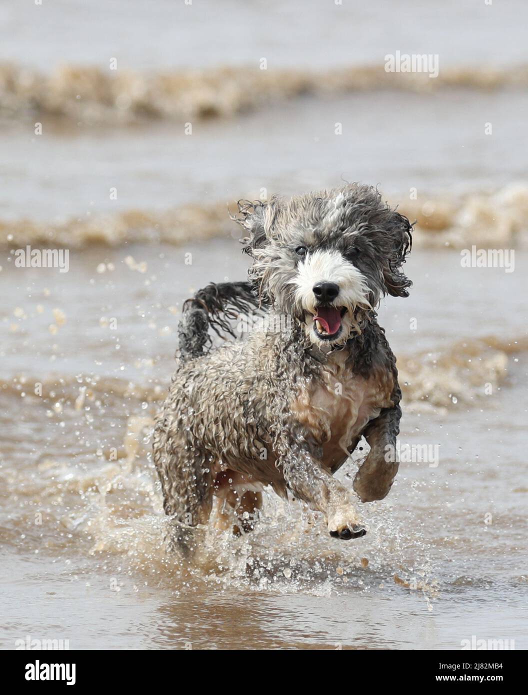 Cockapoo When Running Cockapoo running through water hi-res stock photography and images - Alamy