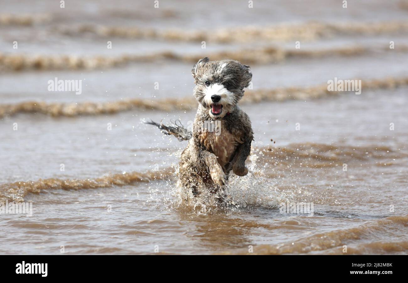 Cockapoo running through water hi-res stock photography and images - Alamy
