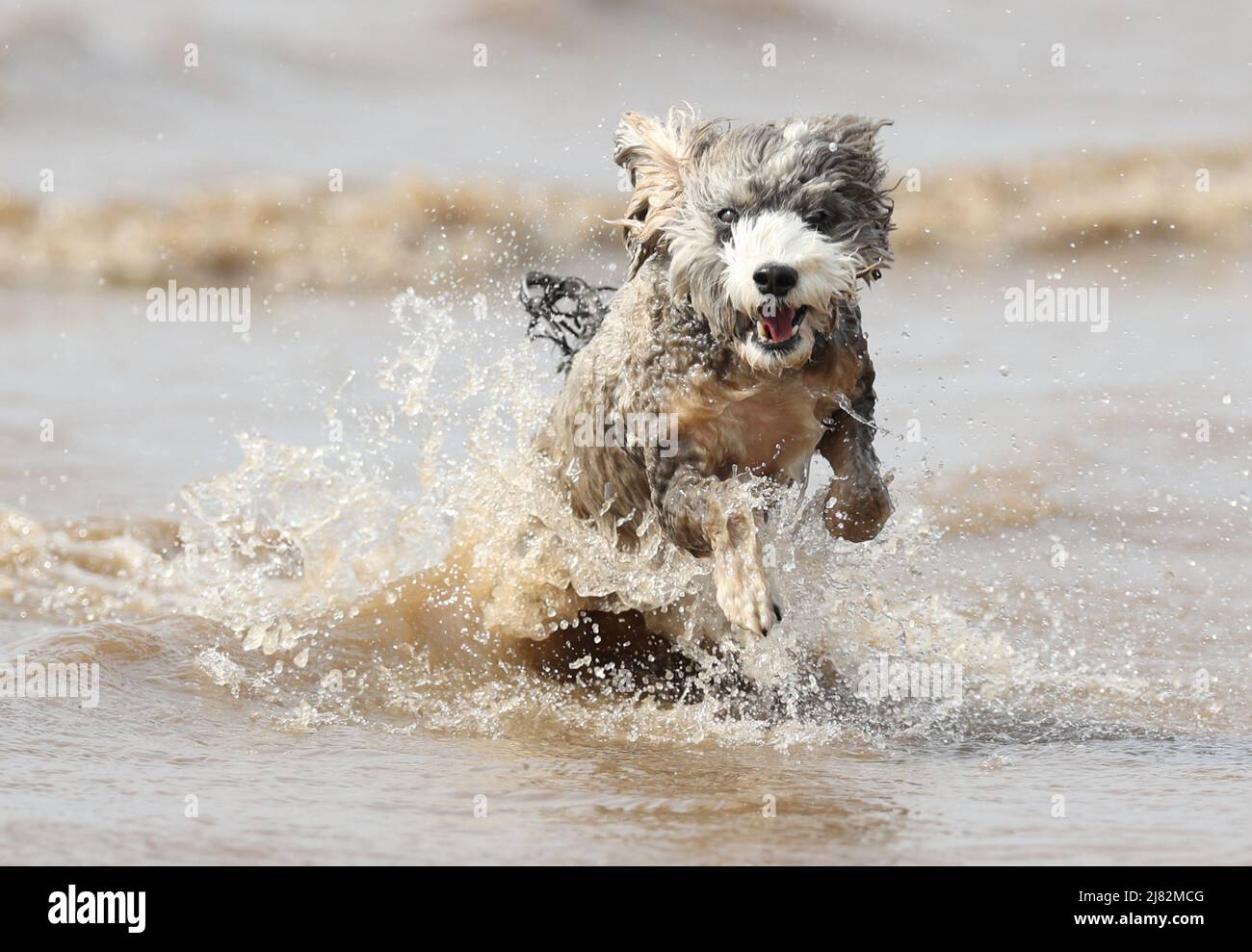 Cockapoo running through water hi-res stock photography and images - Alamy