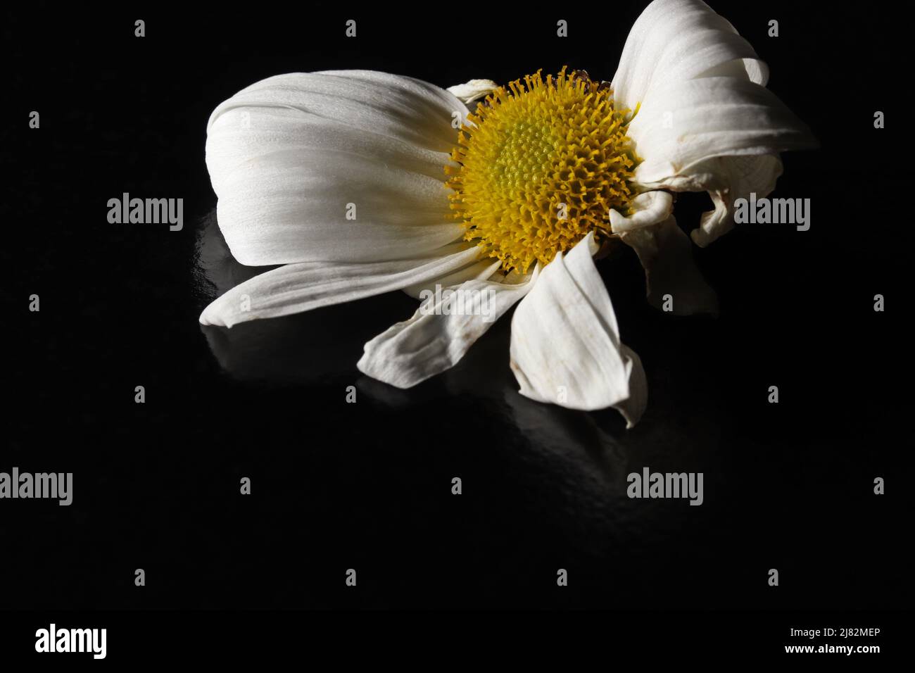white daisy flower on black background Stock Photo - Alamy