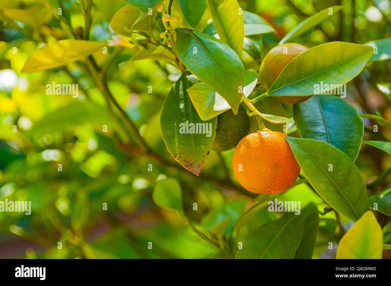 Kumquat fruits in summer garden, fortunella japonica kumquats growing in the summer garden Stock Photo