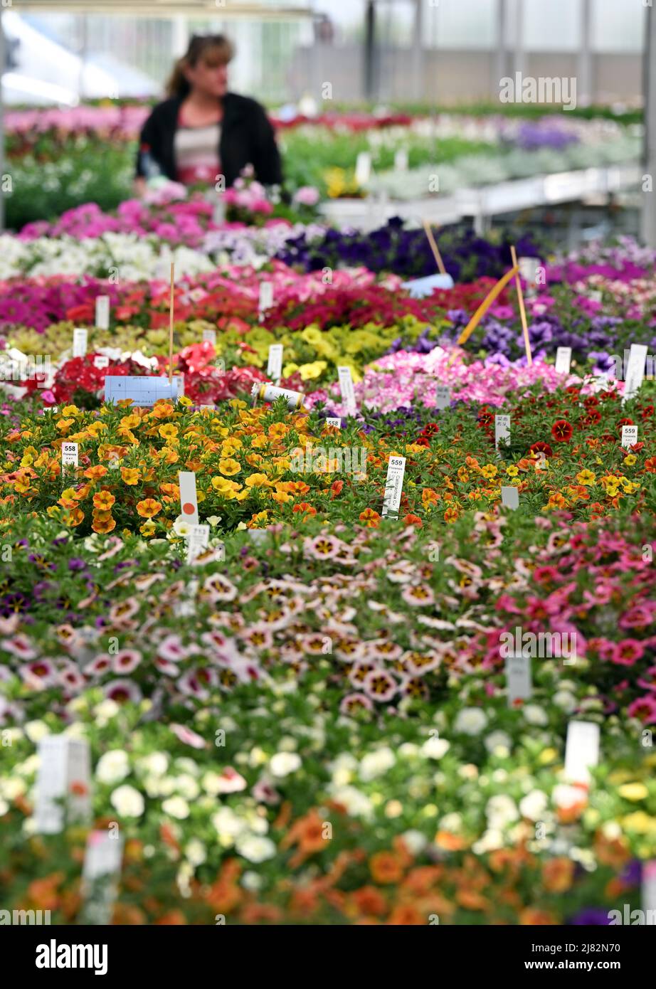 Erfurt, Germany. 12th May, 2022. Flowers bloom in a greenhouse at the