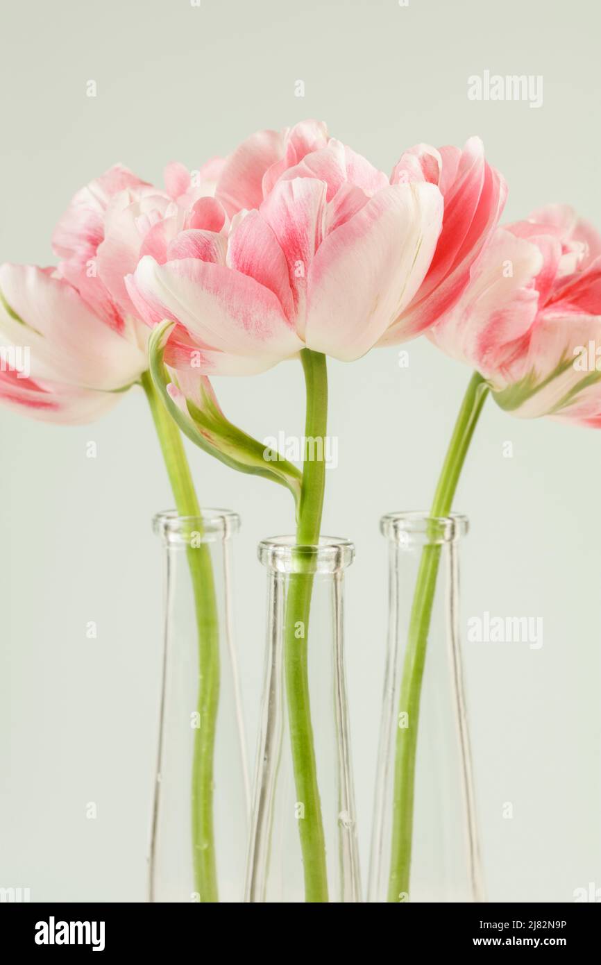 Three white and pink double tulips Finola in glass vases Stock Photo