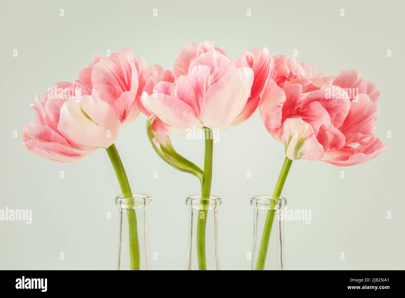 Three white and pink double tulips Finola in glass vases in a row Stock Photo