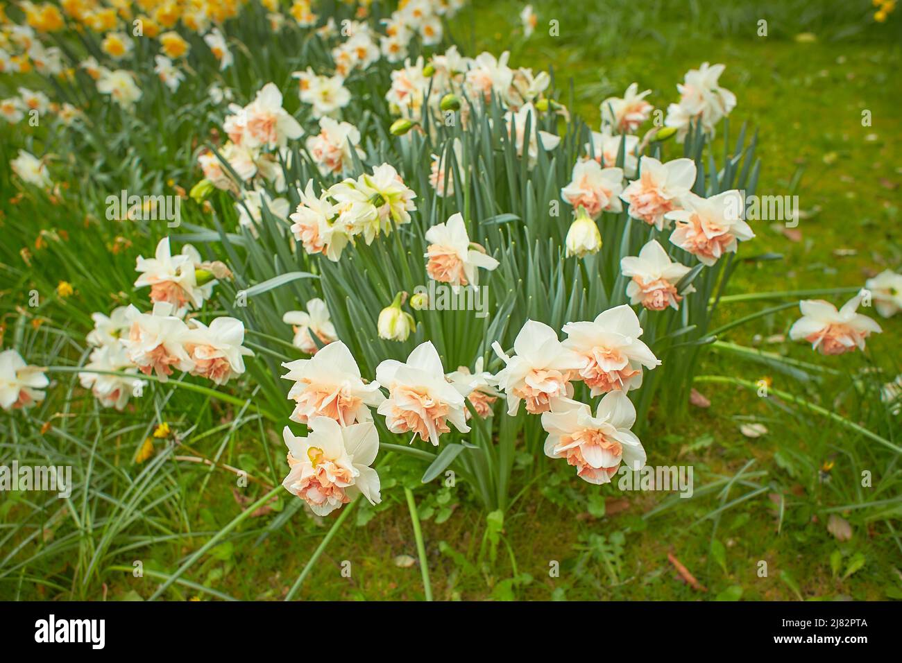 Vivid white, yellow tulips with variegated leaves bloom in a garden in a spring day, beautiful outdoor floral background photographed with soft focus. Stock Photo