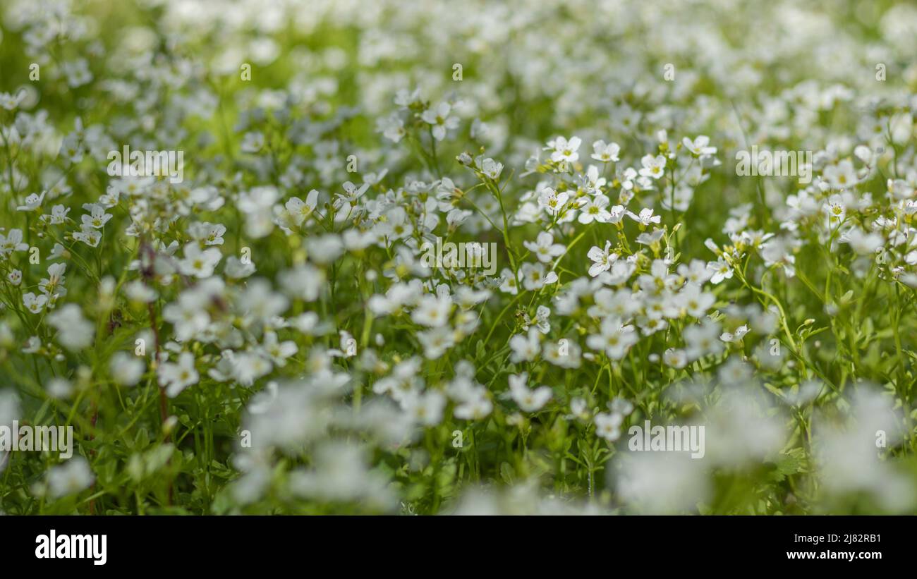Gentle sun hi-res stock photography and images - Alamy
