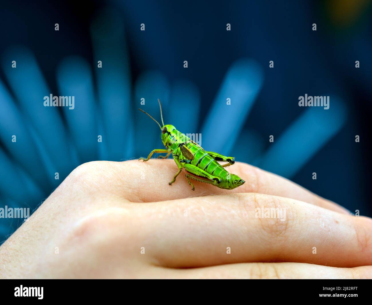 Nature hand hand close up color summer insects hi-res stock photography ...
