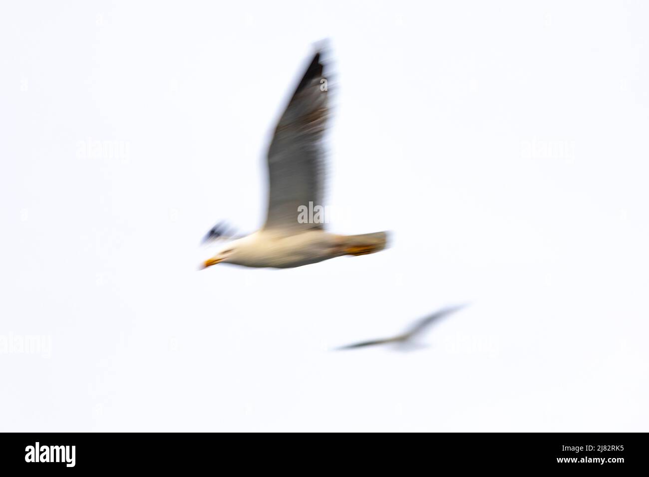 Yellow-legged gull (Larus michahellis) in flight Stock Photo